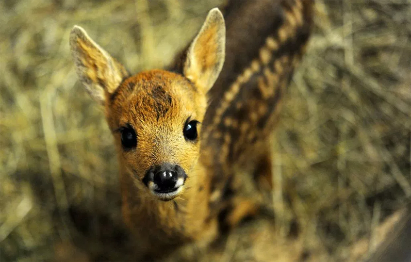 New Mexico Man Charged After He Allows His Dog To Kill Fawn