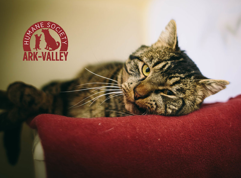 Ark Valley Humane Society Launches “Home Fur the Holidays” Adoption Promotion