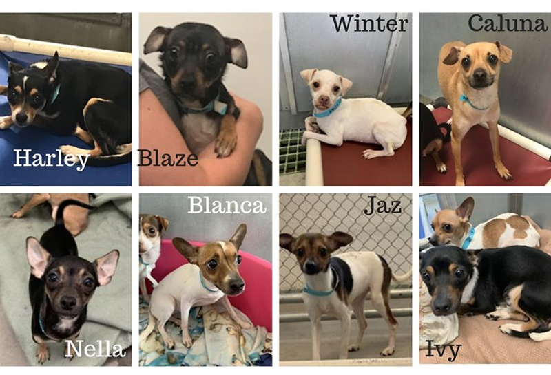 Fosters Urgently Needed for the ’10th Street Dogs’