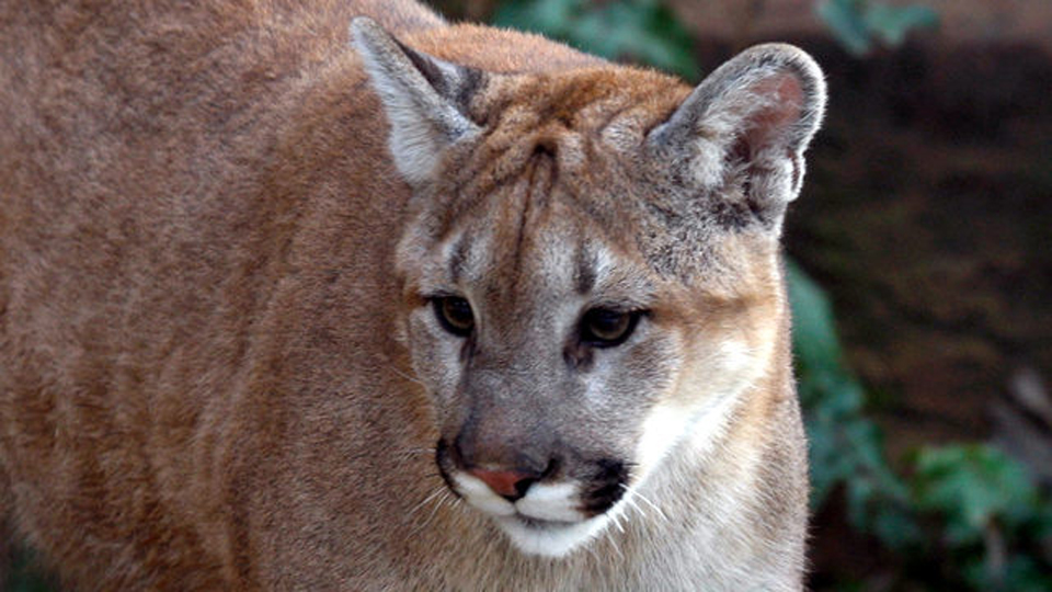 Mountain Lion Attacks Bailey Boy [Update]