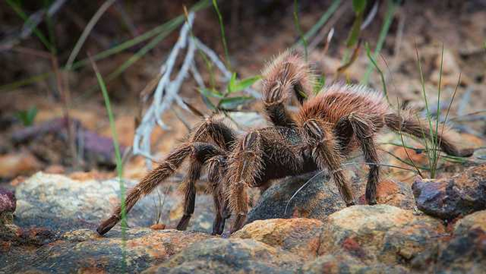 Colorado Braces For Annual Tarantula Migration