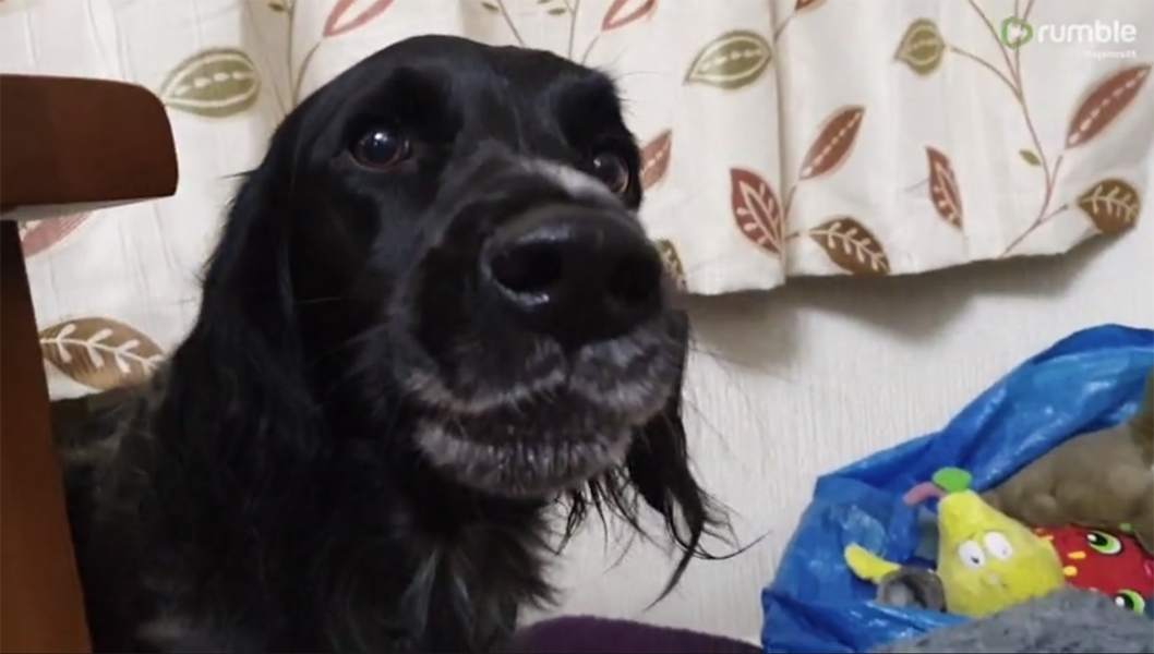 Dog Finds Cat in Her Bed, Throws Epic Temper Tantrum [Video]