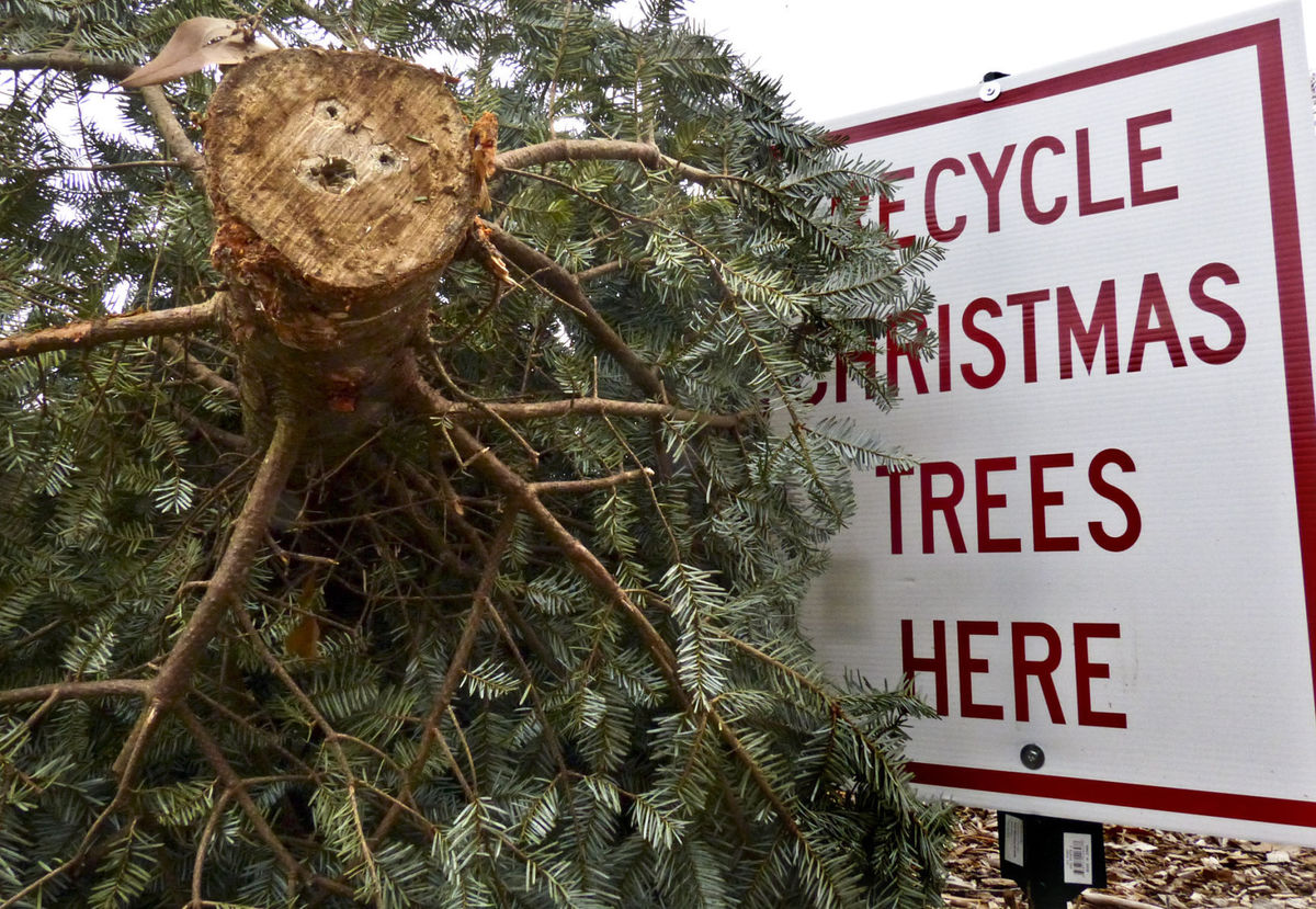 Christmas Tree Disposal