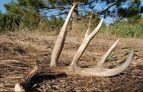 Shed Antler Collections Prohibited