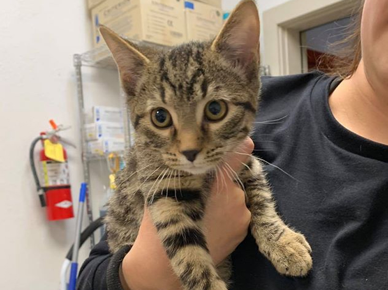 Pet Patrol: Lost Kitten Found on Highway 50