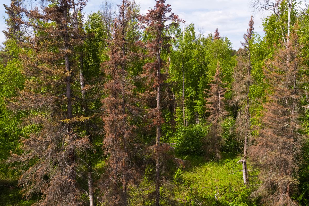 GARNA Talks Spruce Beetle