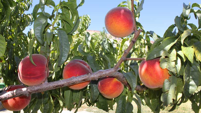 Bad News for Peach Lovers