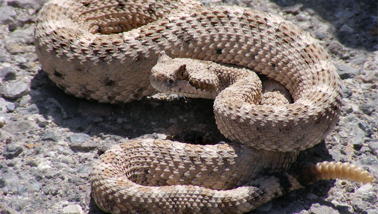 Watch Out For Rattlesnakes