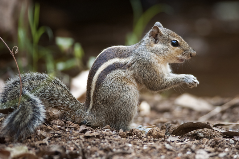 Squirrel in Morrison Tests Positive for Bubonic Plague