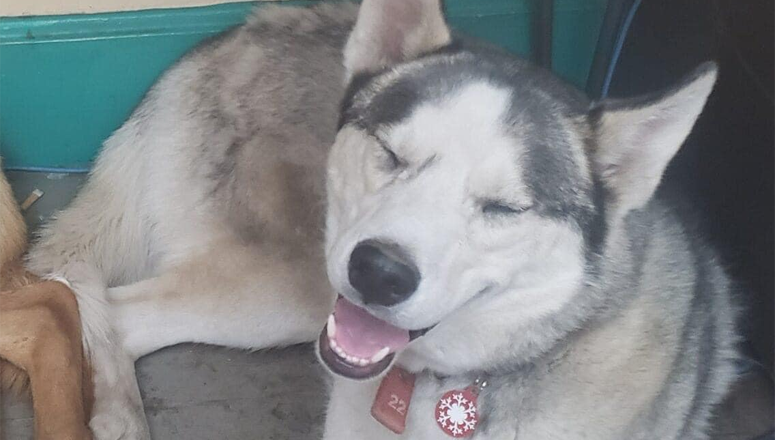 PET PATROL: Hank The Husky Is Missing!