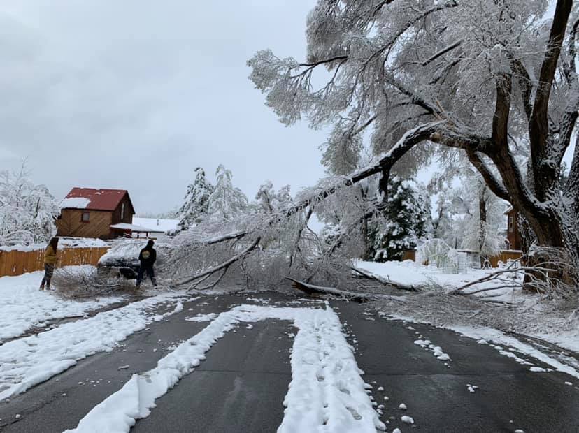 Tree Limb Clean Up