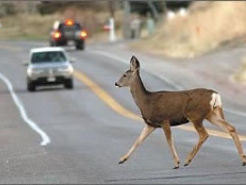 Watch For Wildlife