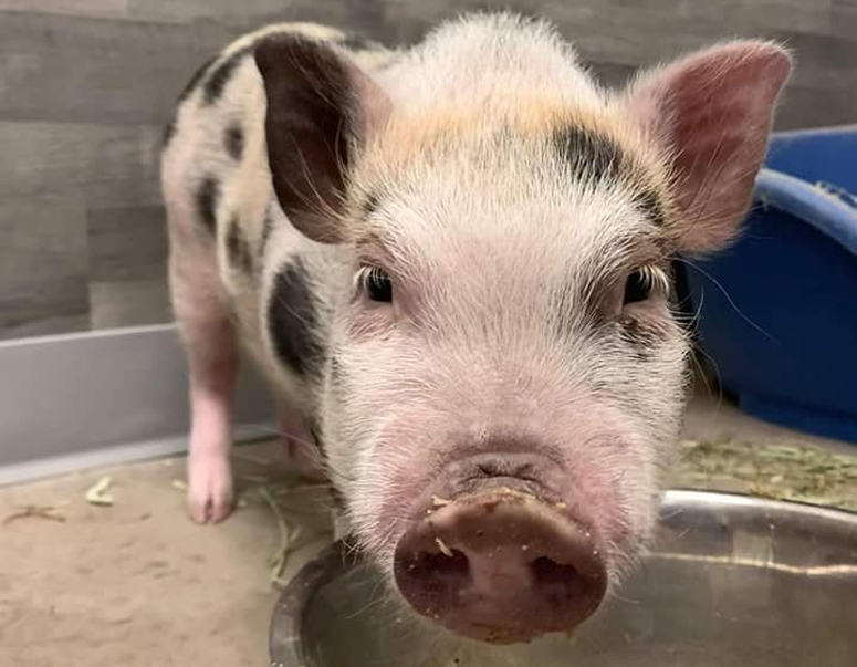 PET PATROL: Wilbur Needs Your Help