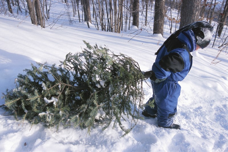Florissant Fire Department Offering Free Christmas Trees This Weekend.