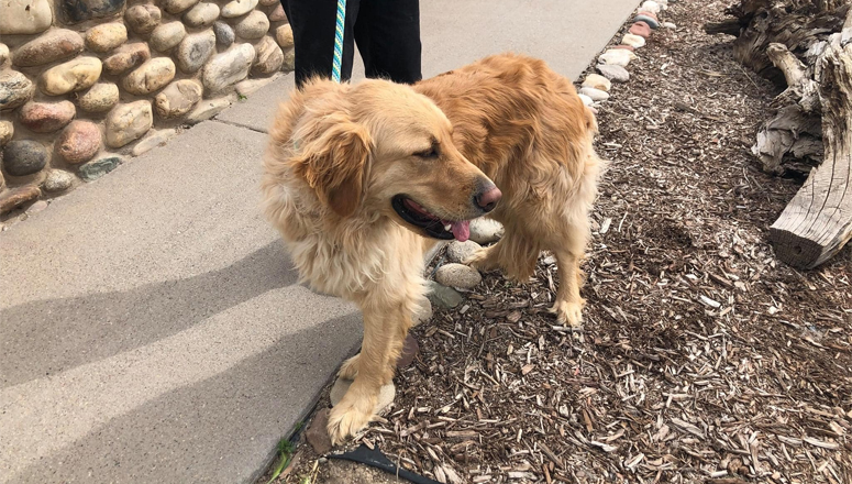 PET PATROL: Do You Recognize This Dog?