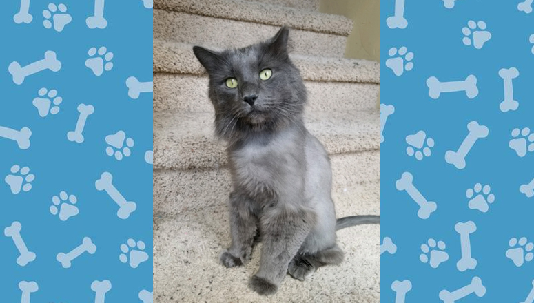 Pet of the Week: Smokey