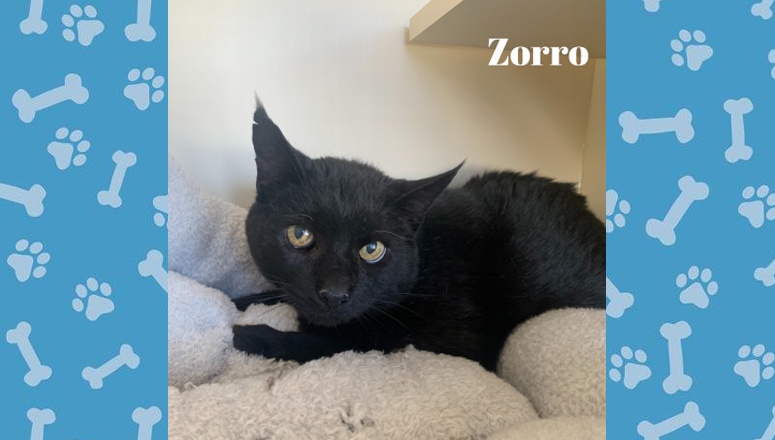 Pet of the Week: Zorro