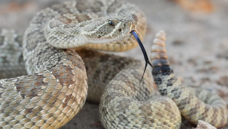 Colorado Parks and Wildlife Reminds Hikers to Watch for Rattlesnakes