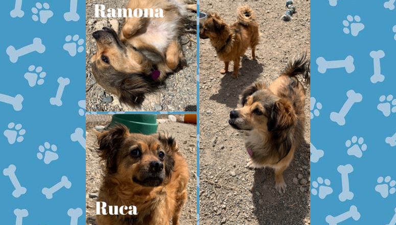 Pet of the Week: Ruca & Ramona