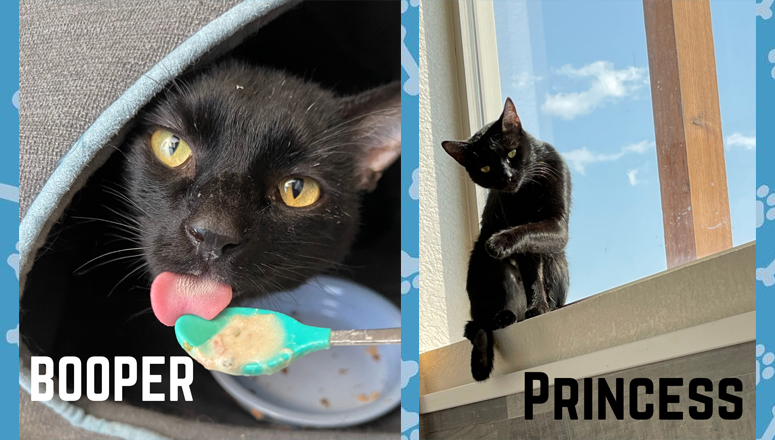 Pets of the Week: Booper & Princess