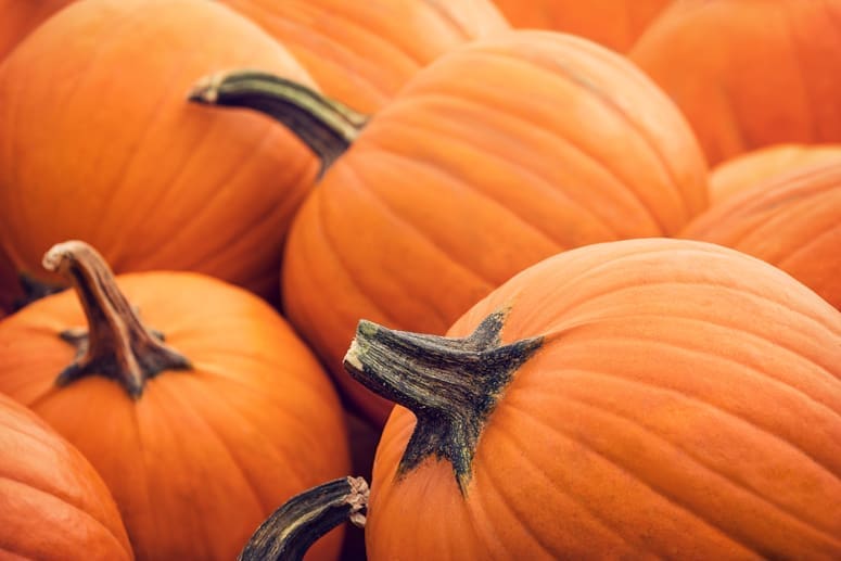 Guidestone’s Pumpkin Patch/Harvest Festival Coming Up