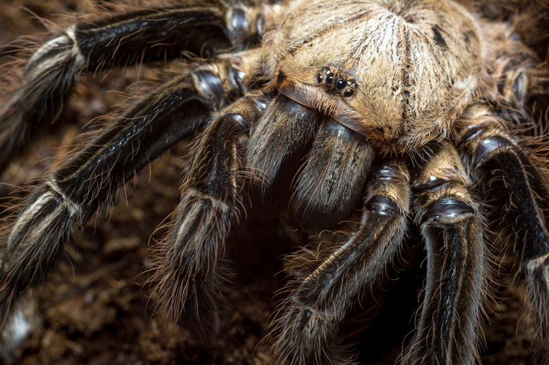 Colorado’s Tarantulas Are Looking for Love