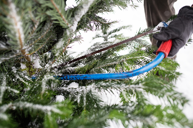 Christmas Tree Cutting Permits Available