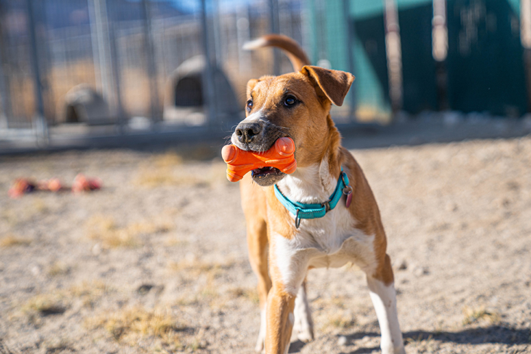 Pet of the Week: Bucky