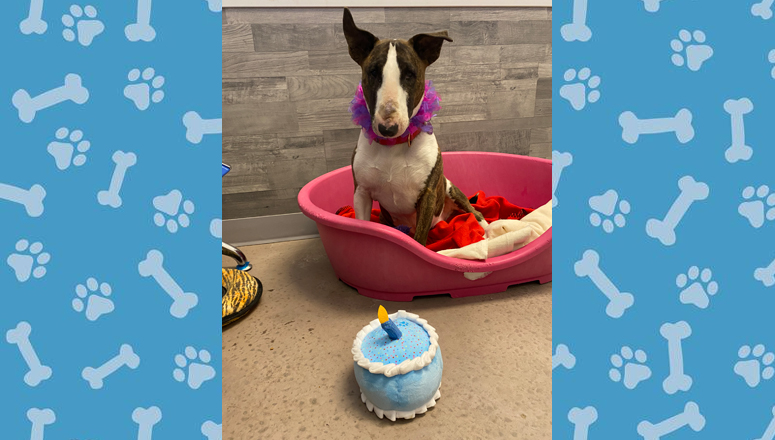 Trixie’s Birthday Wish is to Find Her Forever Home [Update]