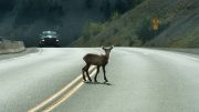 Deer on Highway (iStock 515435548)