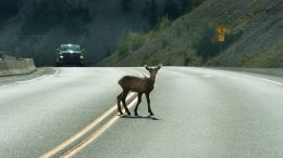 Deer on Highway (iStock 515435548)