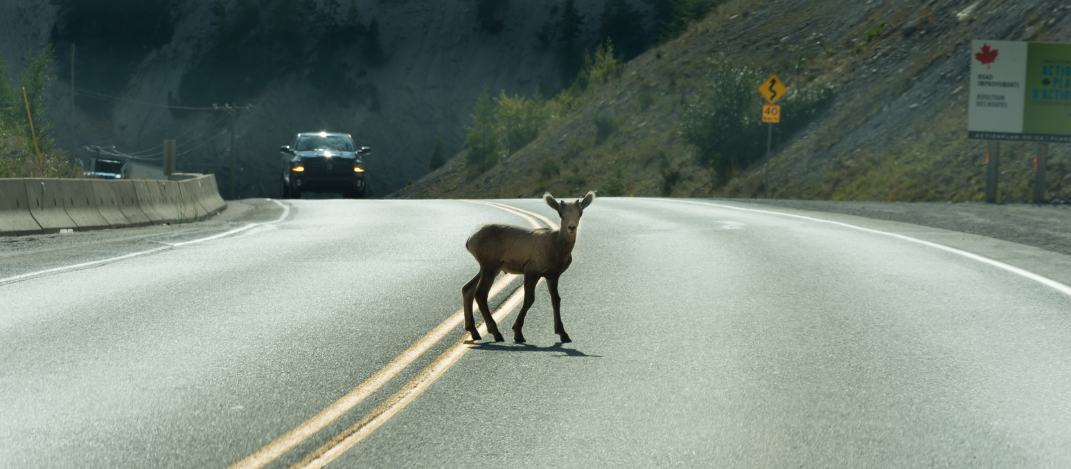 New Wildlife Fencing to be Installed East of Johnson Village