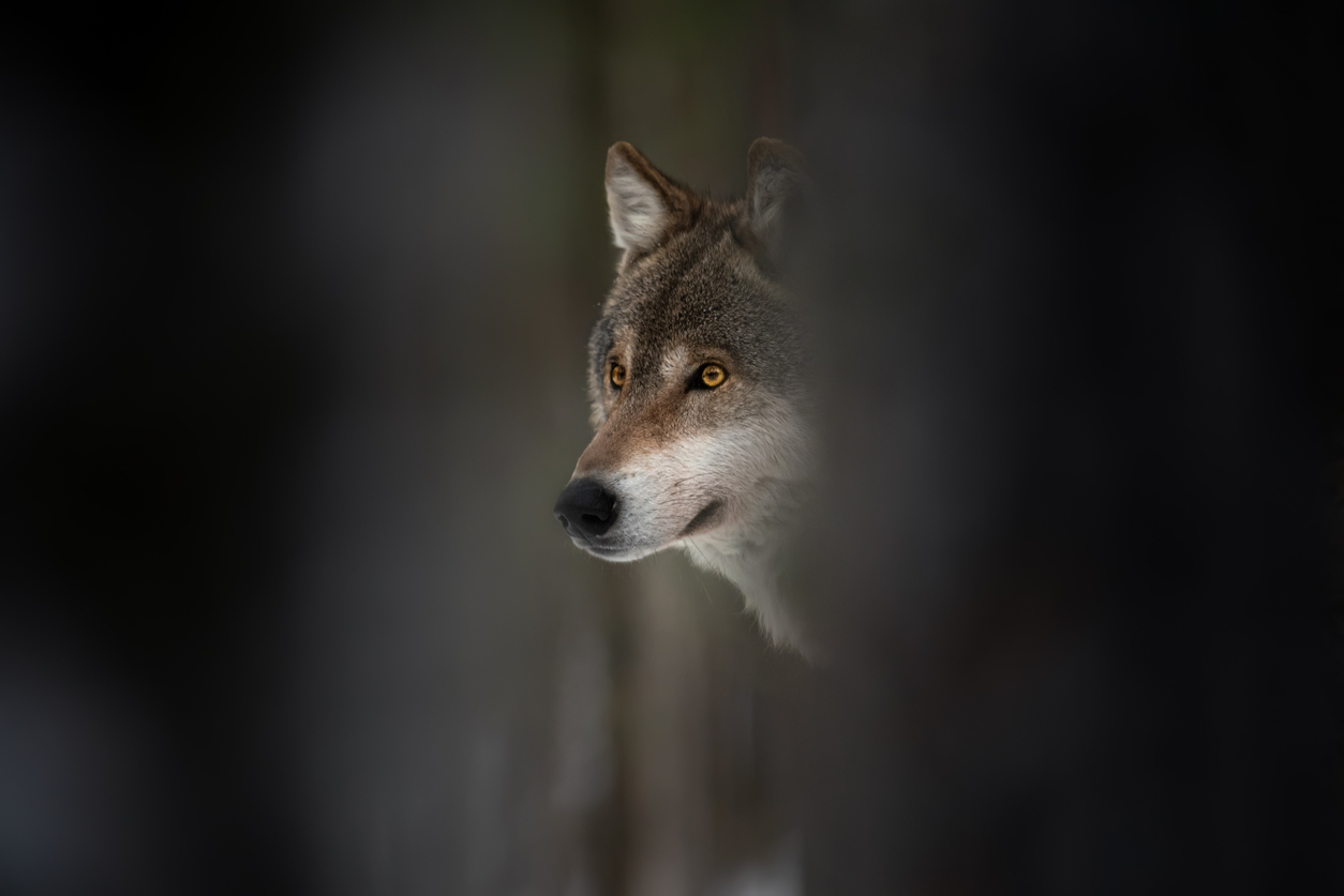 Colorado Parks and Wildlife has Released Five More Gray Wolves in Summit and Grand Counties