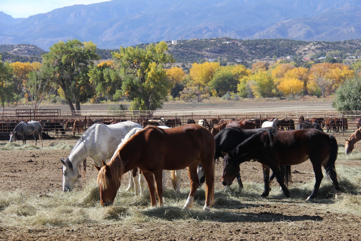 Canon City Wild Horse and Burro Facility is Under Quarantine