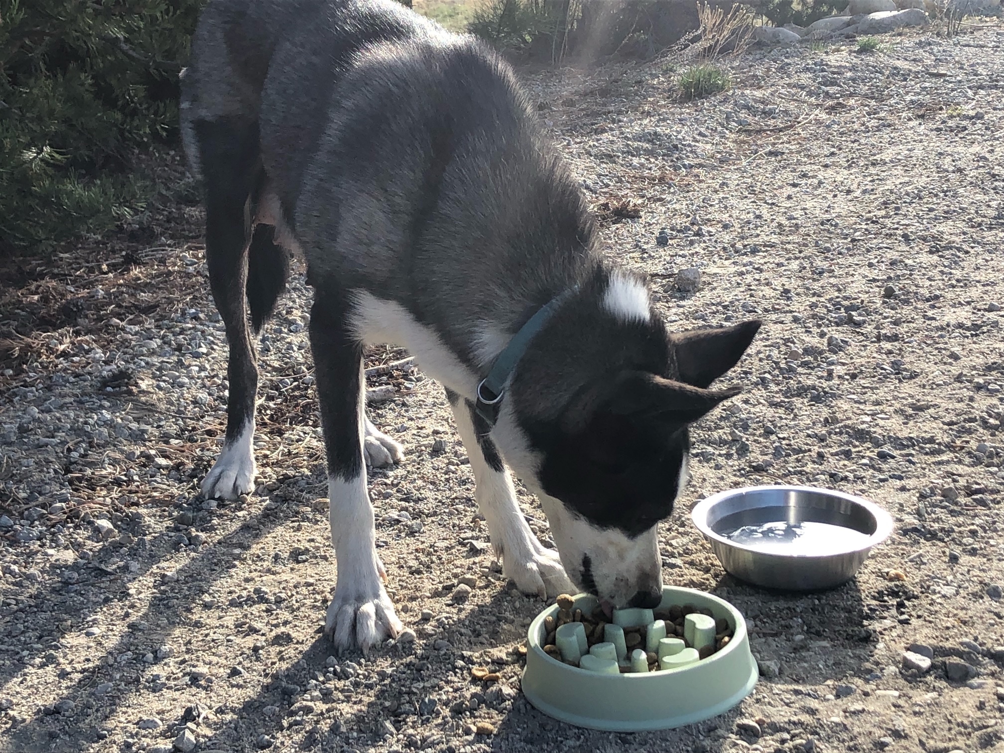 PET PATROL: Do You Recognize This Dog?