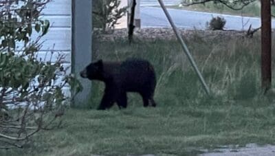 Governor Polis Signs New Colorado Law Targeting Bear Feeding