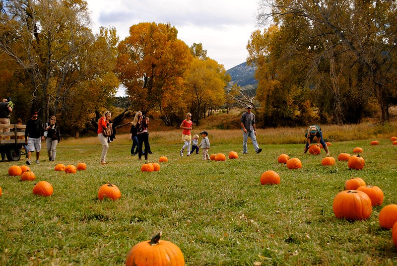 It’s Pumpkin Patch Season!