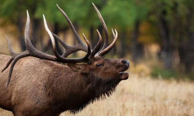 Colorado Parks and Wildlife arrests three men in connection to a poaching ring in Park County