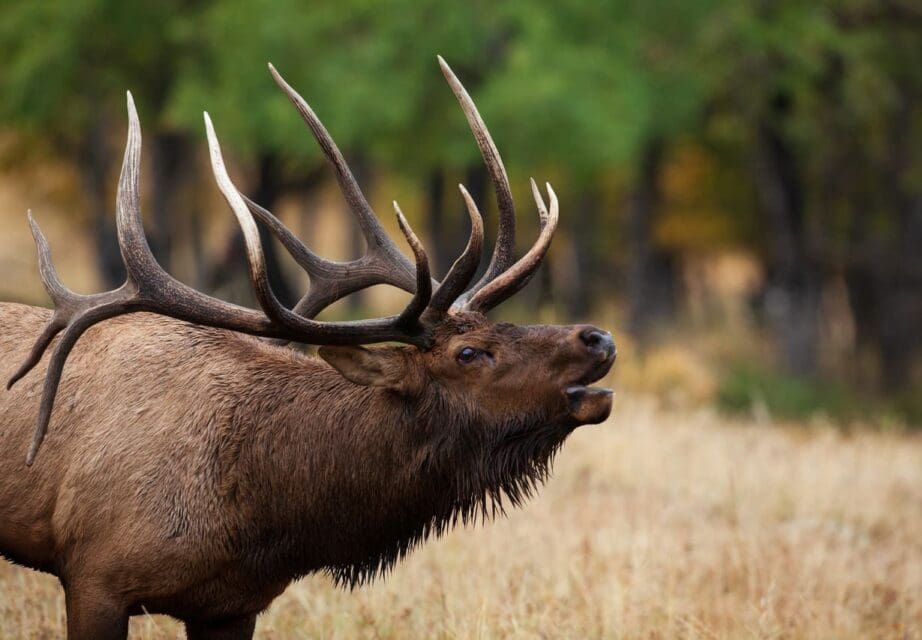 Colorado Parks and Wildlife arrests three men in connection to a poaching ring in Park County