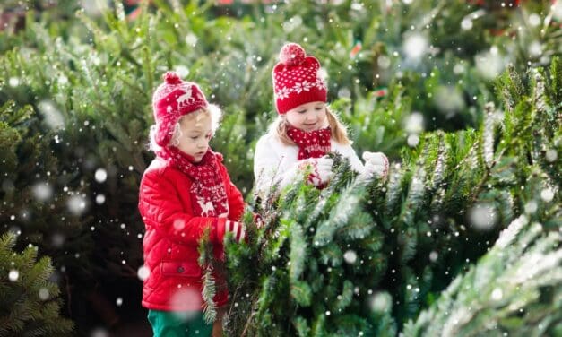 Christmas Tree Permits Available Online