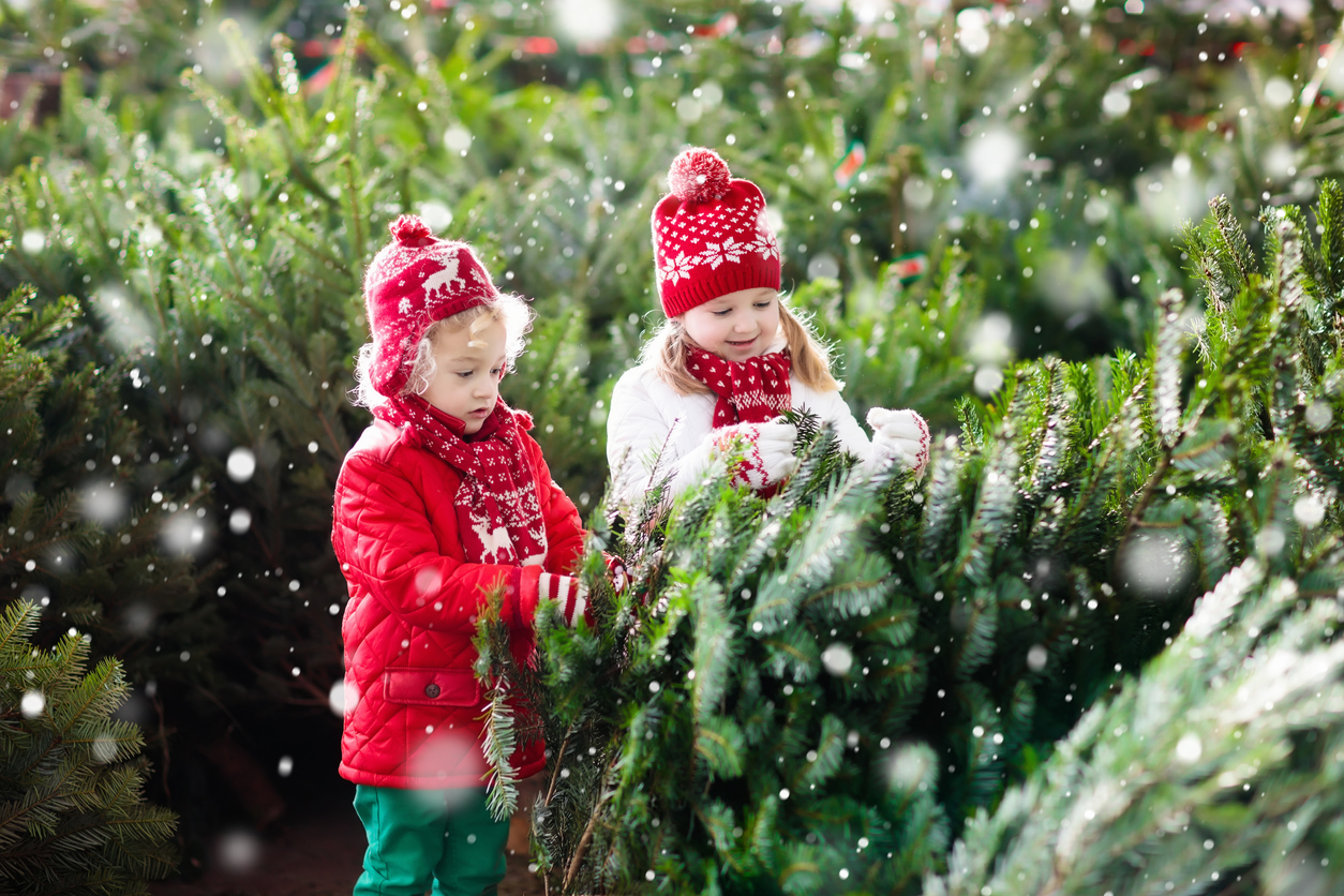 Christmas Tree Permits Available Online