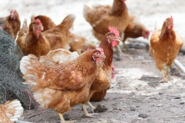 Colorado Prohibits Eggs That Are Not Cage Free and Single-Use Plastic Bags