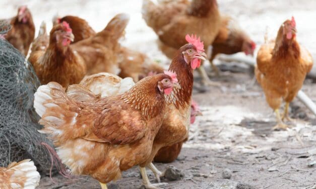 Colorado Prohibits Eggs That Are Not Cage Free and Single-Use Plastic Bags