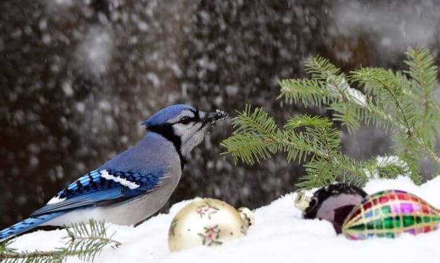 Join the National Audubon Society’s 123rd Christmas Bird Count
