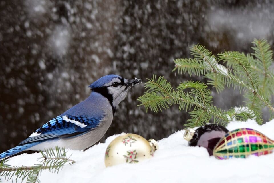 Join the National Audubon Society’s 123rd Christmas Bird Count