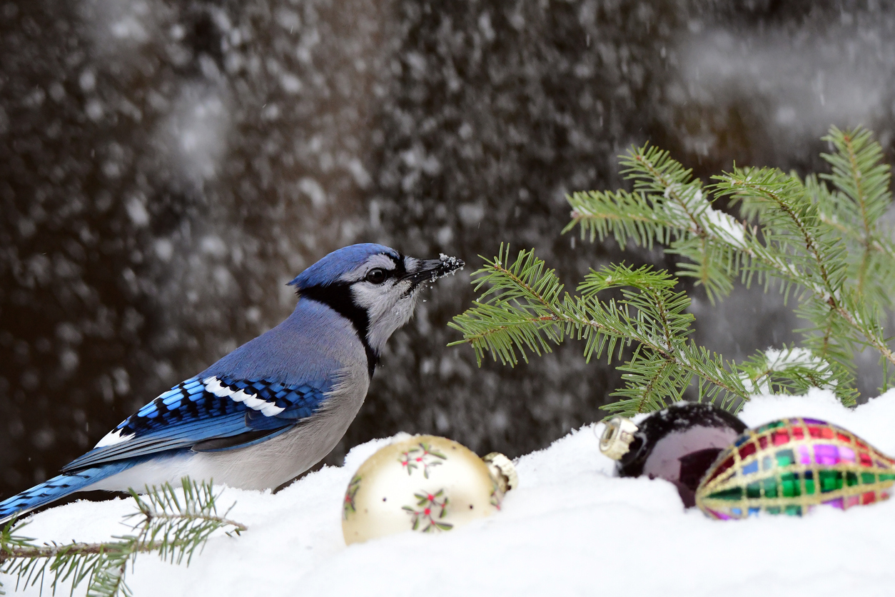 Join the National Audubon Society’s 123rd Christmas Bird Count Heart