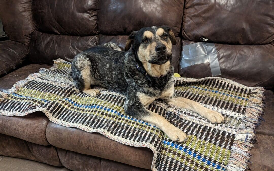 Pet of the Week: Wilbur