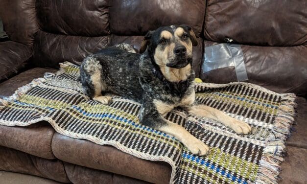 Pet of the Week: Wilbur