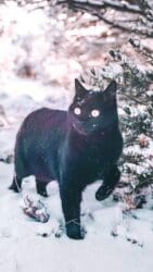 PET PATROL: Church the Cat