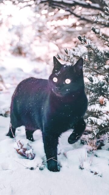 PET PATROL: Church the Cat